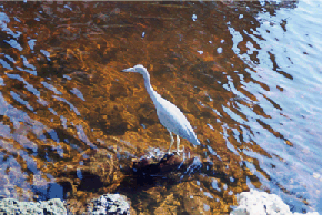 Blue Heron.gif - 49583 Bytes